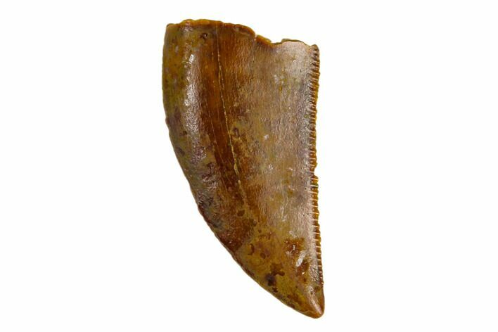 Serrated, Raptor Tooth - Real Dinosaur Tooth #115685